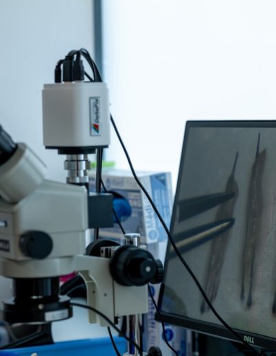 vérification greffons au microscope